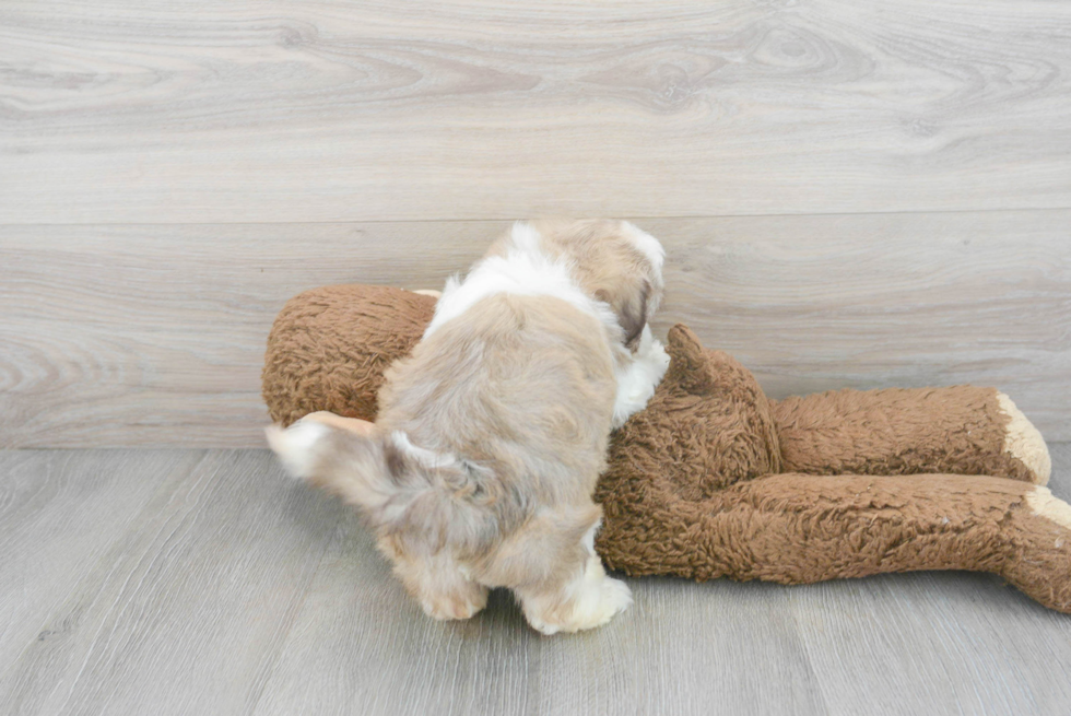 Popular Havanese Baby