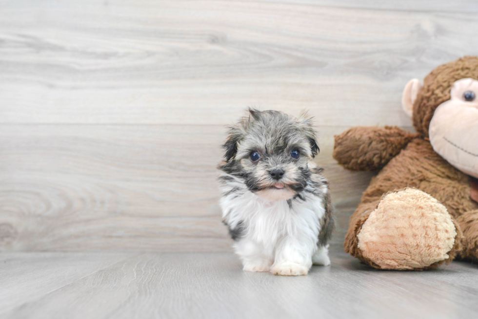 Havanese Puppy for Adoption