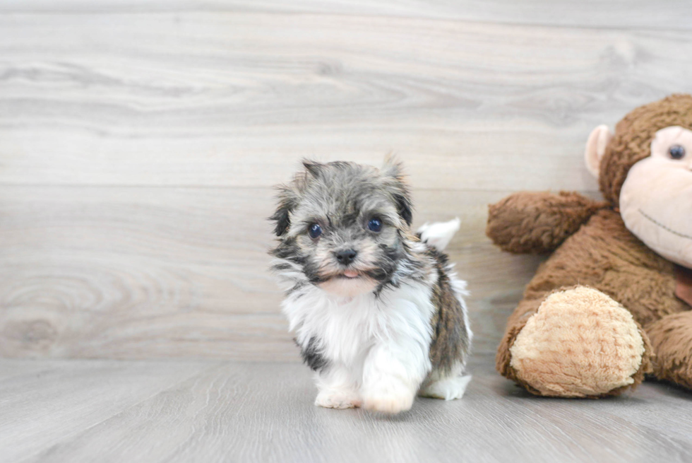 Popular Havanese Baby