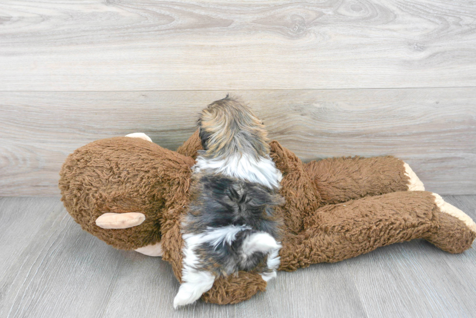 Popular Havanese Baby