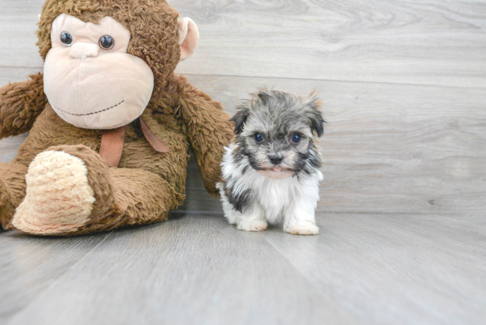 Hypoallergenic Havanese Baby