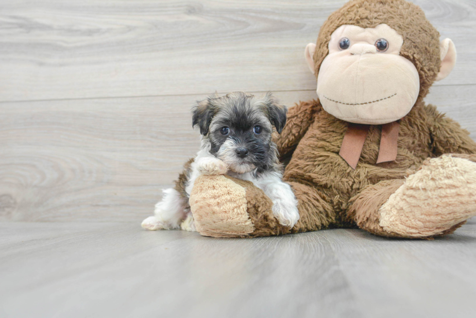 Akc Registered Havanese Baby