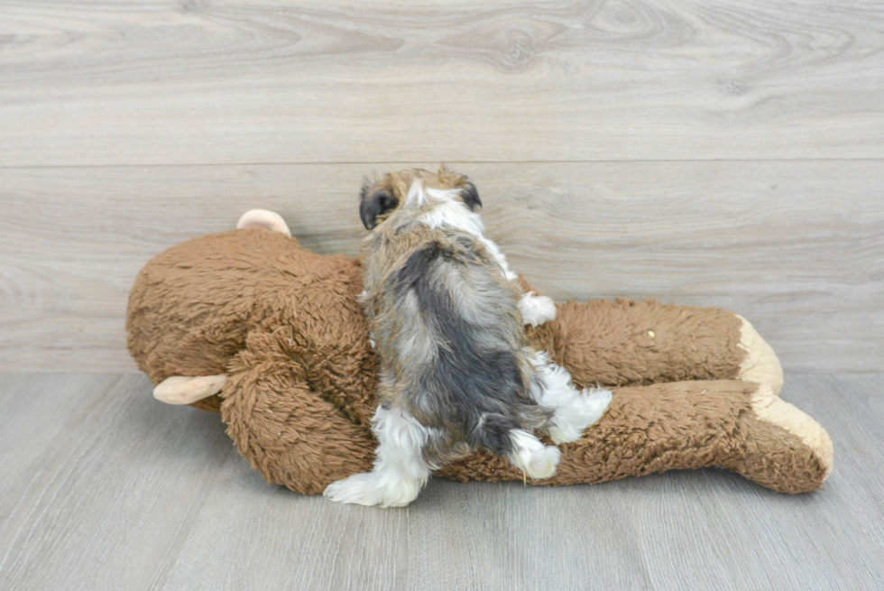 Small Havanese Baby