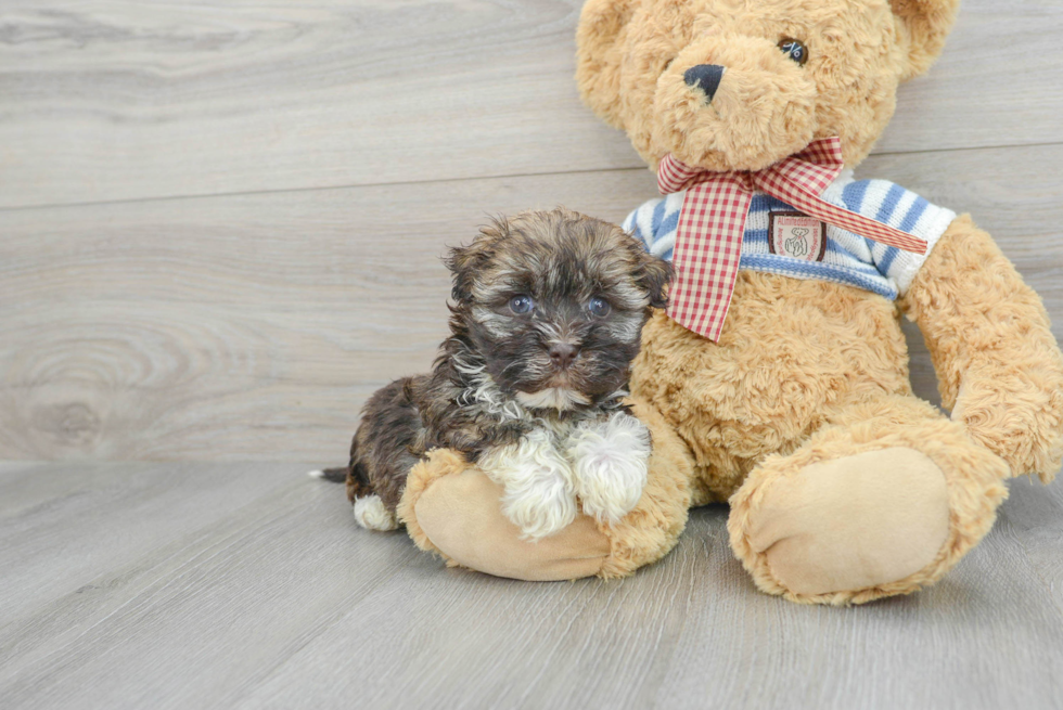 Havanese Puppy for Adoption