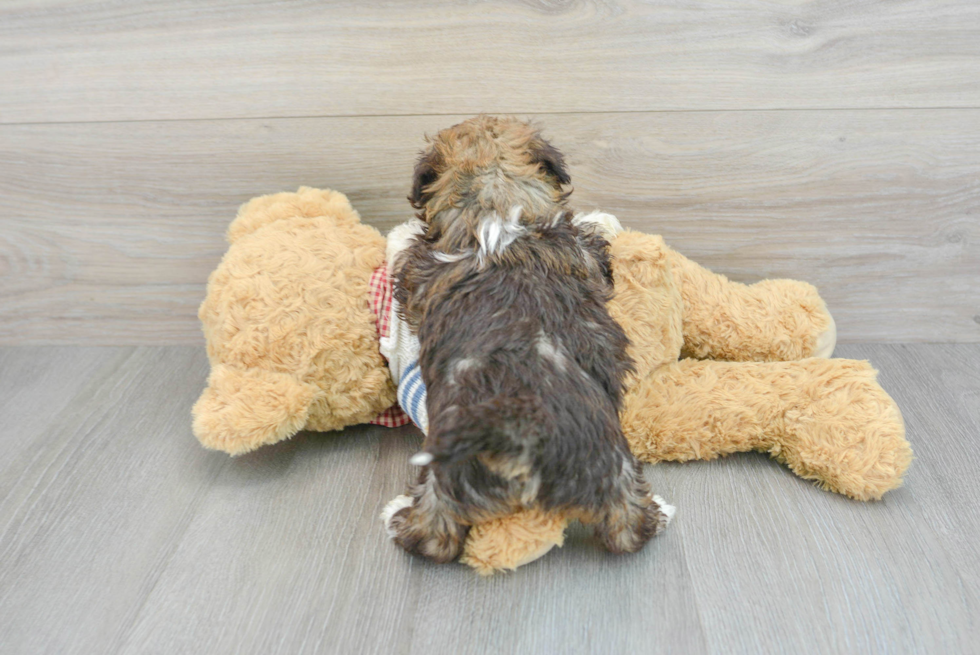 Smart Havanese Purebred Puppy