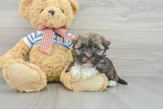 Havanese Pup Being Cute