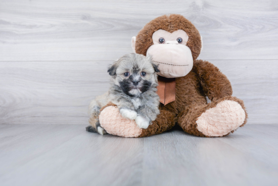 Happy Havanese Purebred Puppy