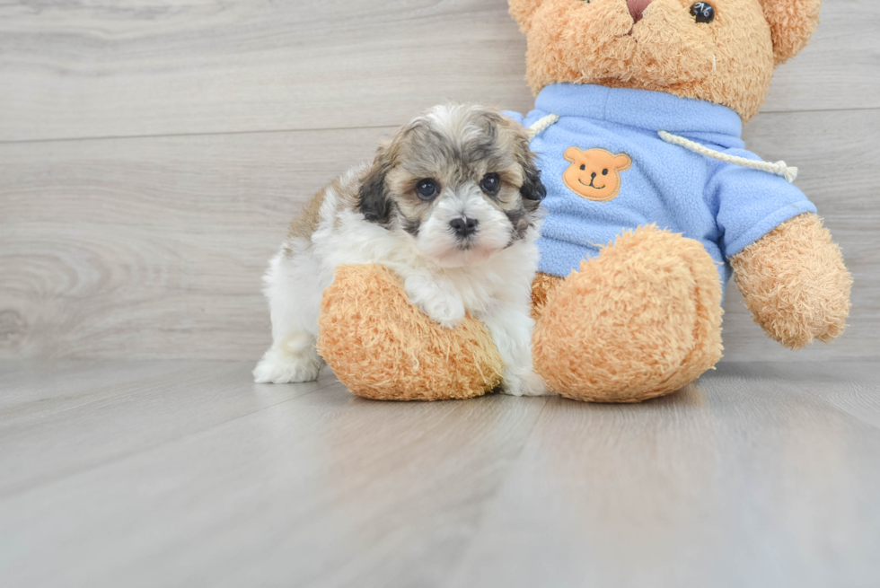 Happy Havanese Purebred Puppy