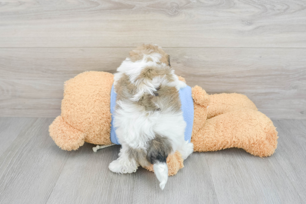 Friendly Havanese Purebred Pup