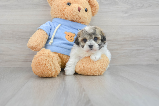 Friendly Havanese Purebred Pup