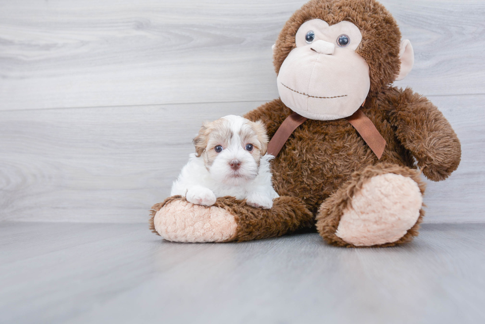 Havanese Puppy for Adoption