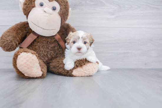 Friendly Havanese Baby