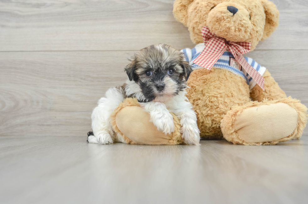 6 week old Havanese Puppy For Sale - Premier Pups