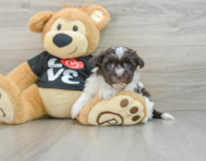 6 week old Havanese Puppy For Sale - Premier Pups