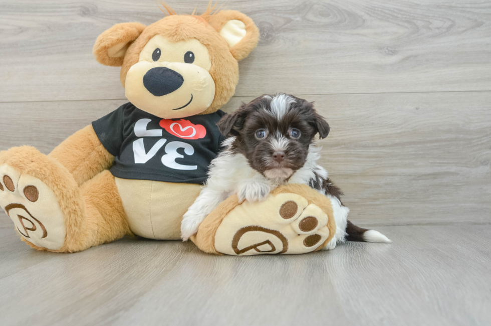 6 week old Havanese Puppy For Sale - Premier Pups