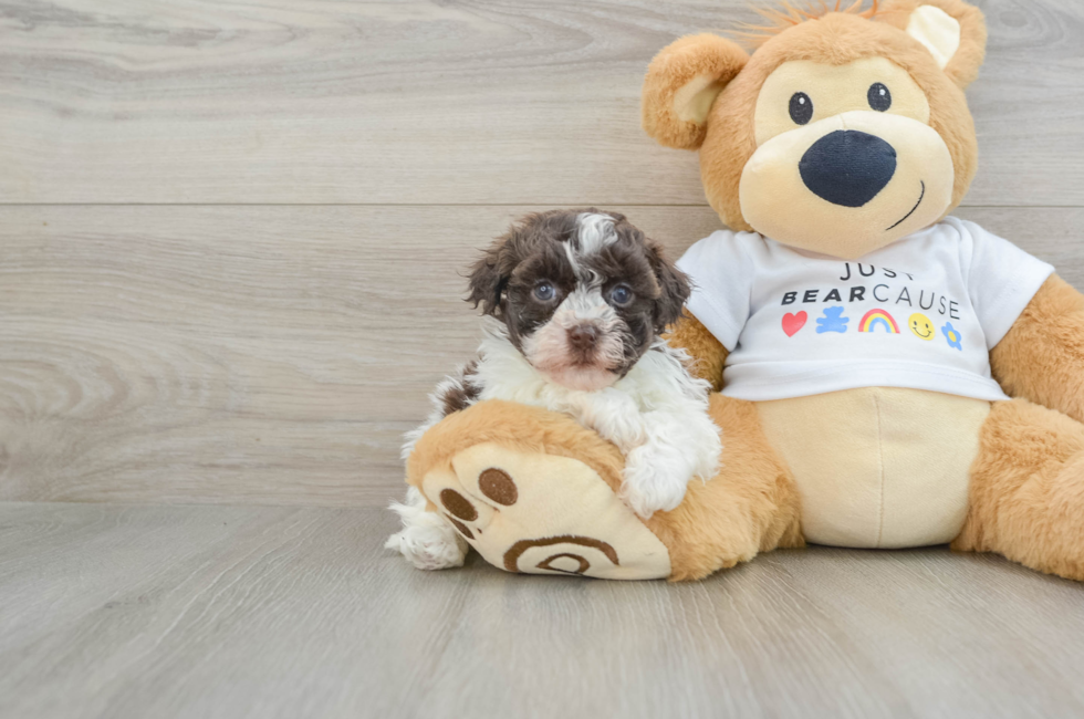 6 week old Havanese Puppy For Sale - Premier Pups