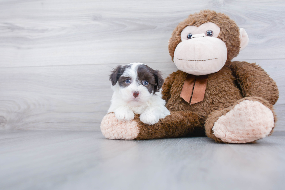 Havanese Puppy for Adoption