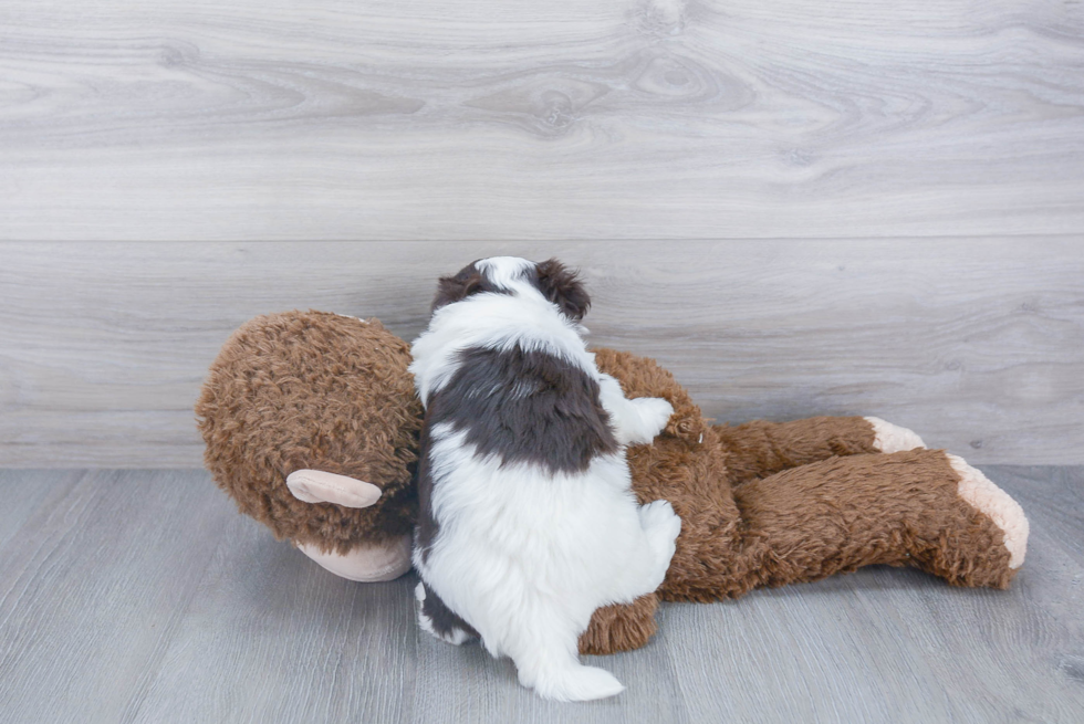 Havanese Pup Being Cute