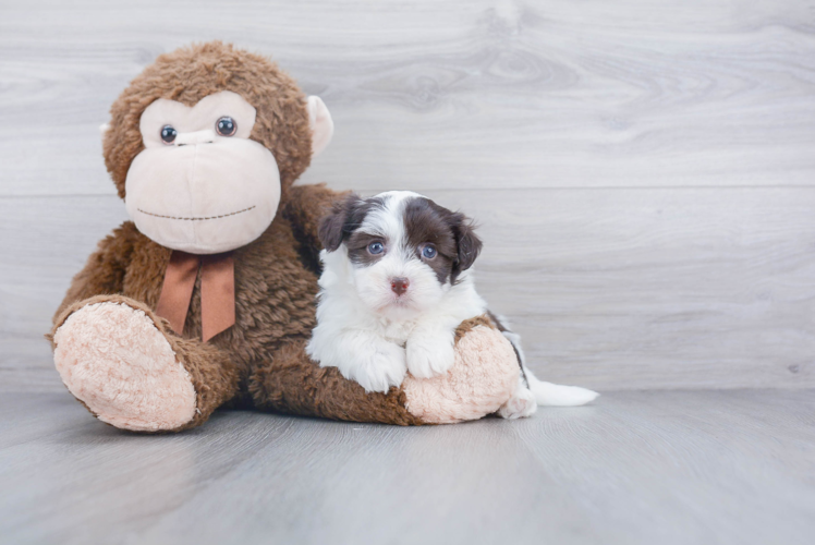 Havanese Pup Being Cute