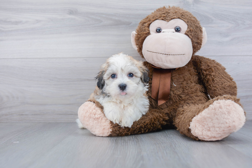 Sweet Havanese Purebred Puppy