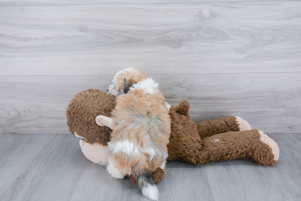 Adorable Havanese Purebred Puppy