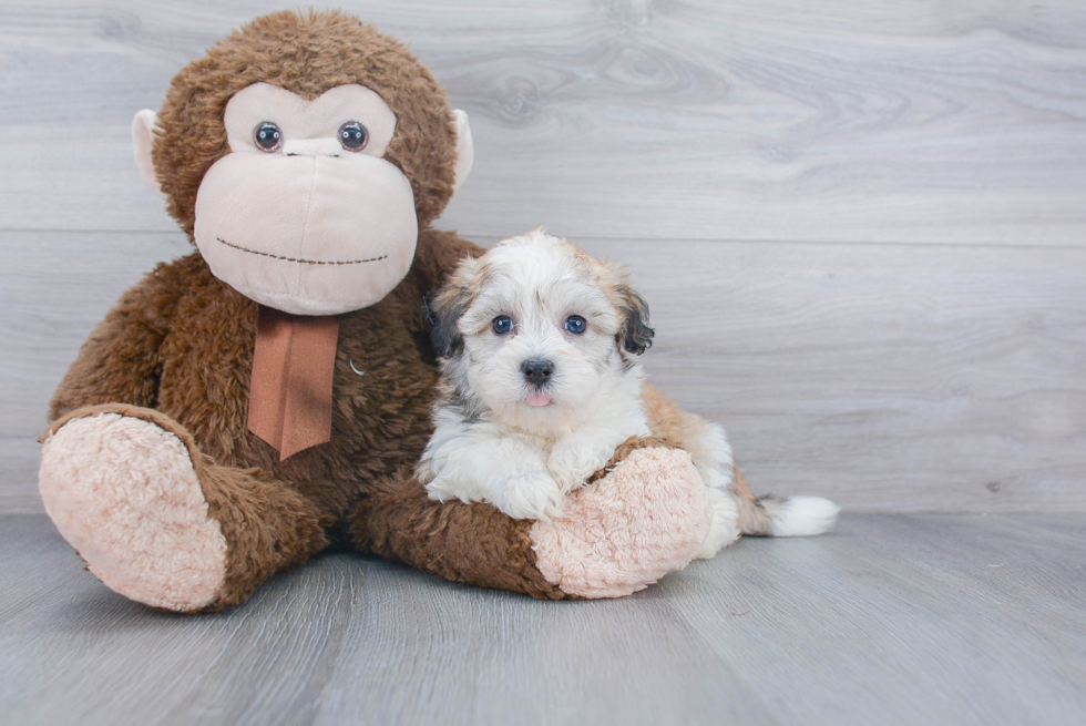 Funny Havanese Purebred Pup