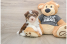 Playful Havanese Baby