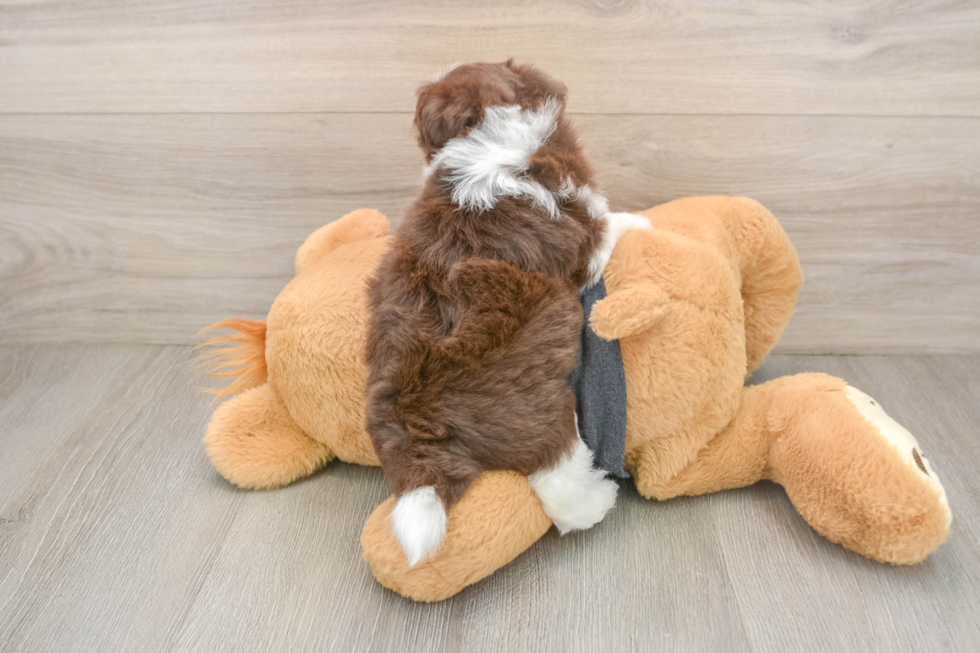 Havanese Pup Being Cute