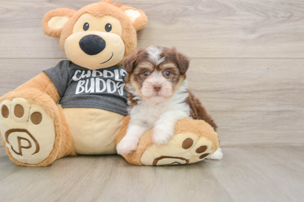 Hypoallergenic Havanese Purebred Pup