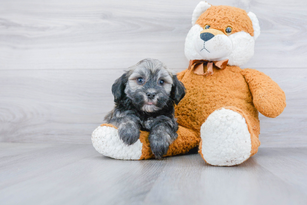 Cute Havanese Purebred Puppy