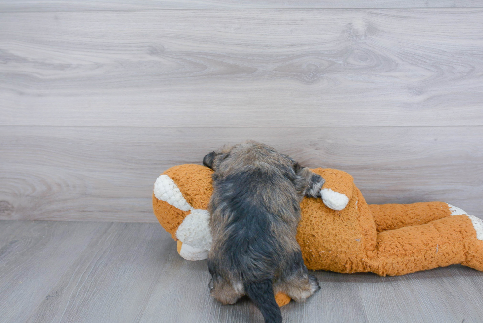 Little Havanese Purebred Pup