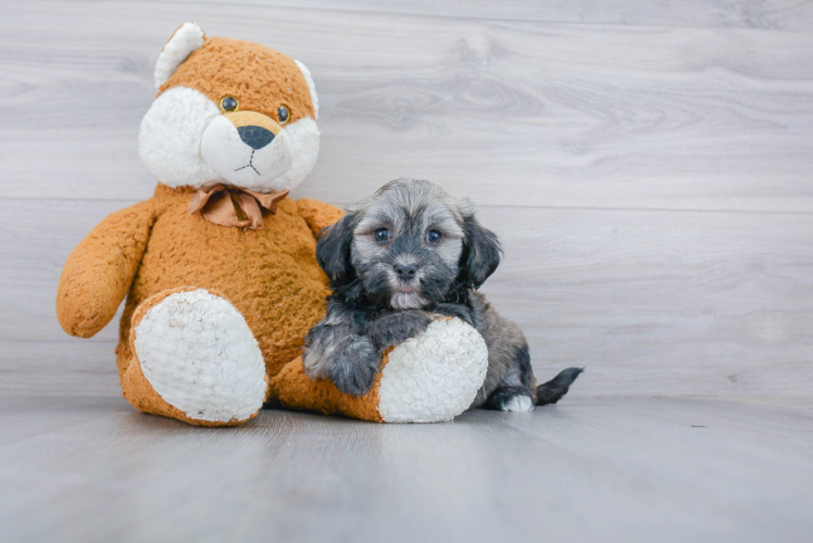 Energetic Havanese Purebred Puppy