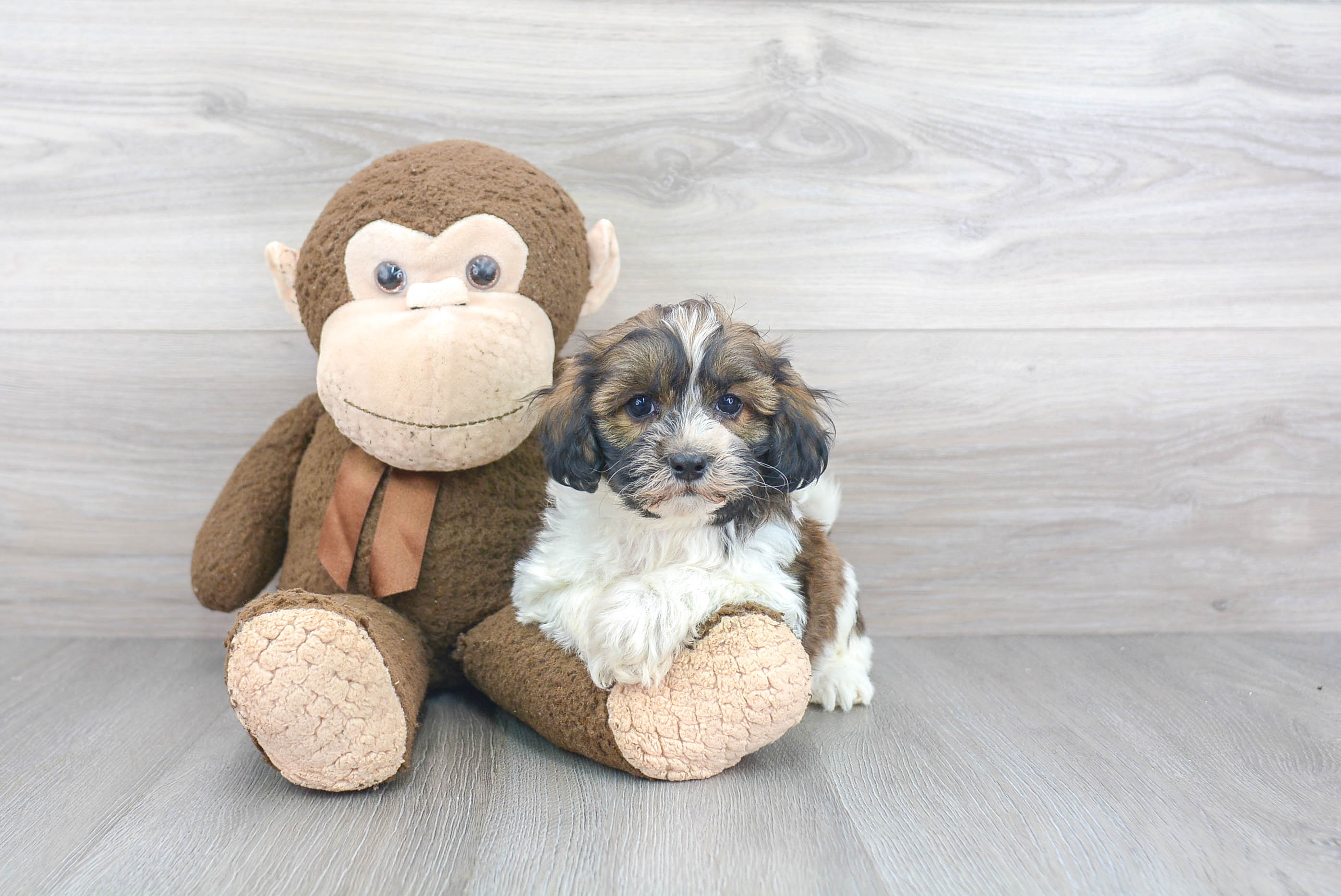 Best Havanese Baby