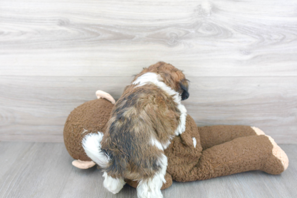 Hypoallergenic Havanese Purebred Pup