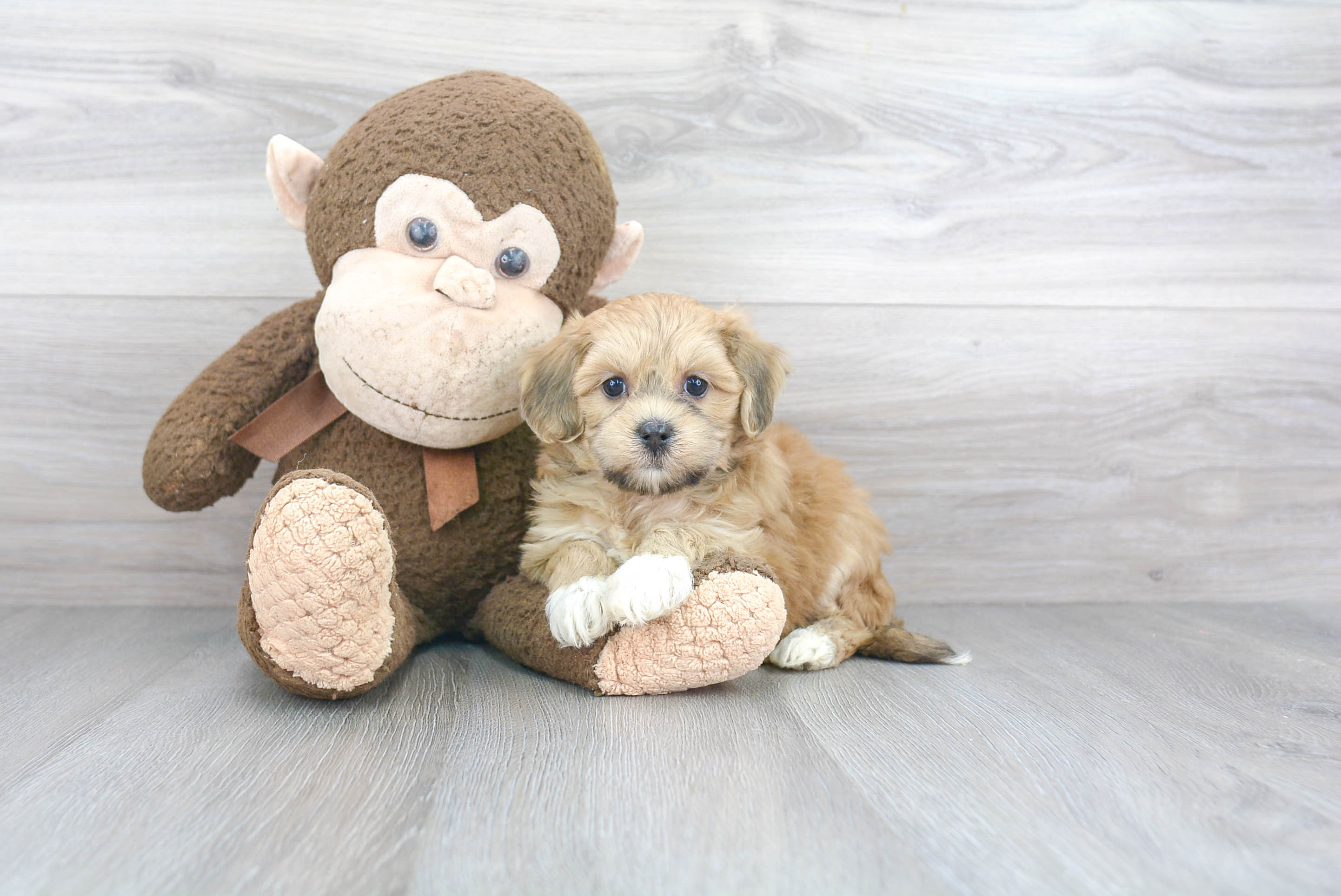 Havanese Puppy for Adoption