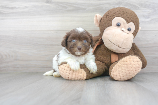 Funny Havanese Baby