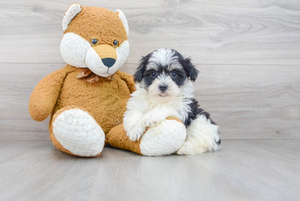 Havanese Pup Being Cute