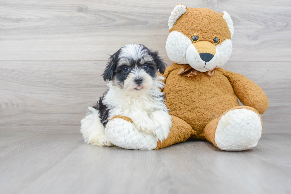 Friendly Havanese Purebred Pup