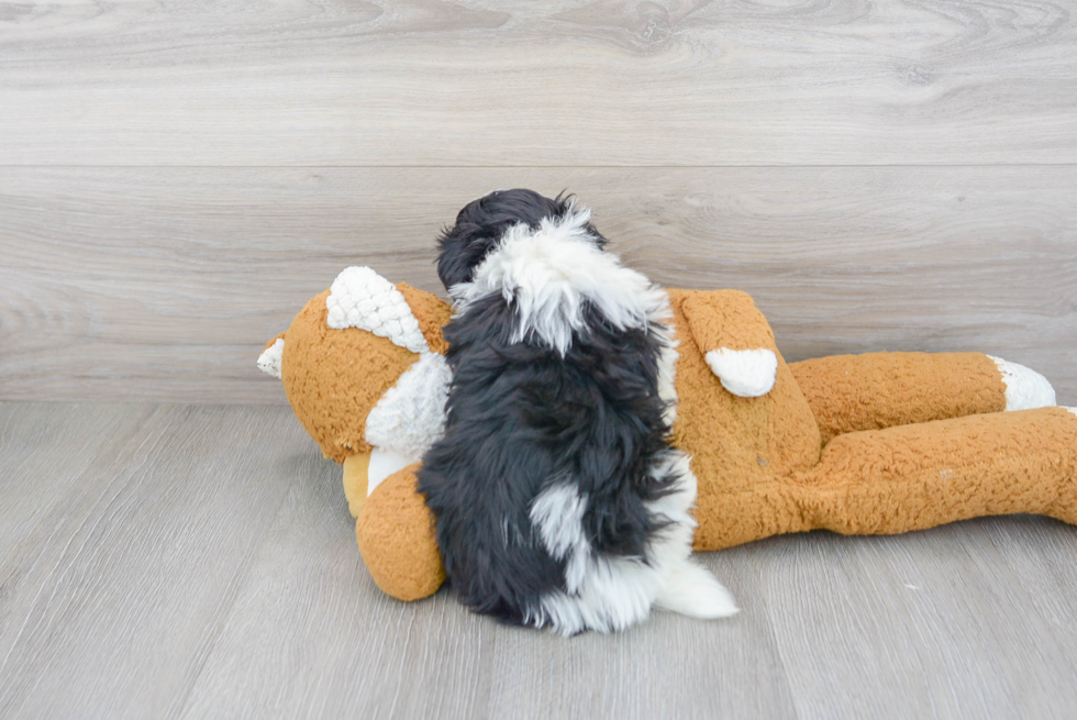 Havanese Pup Being Cute