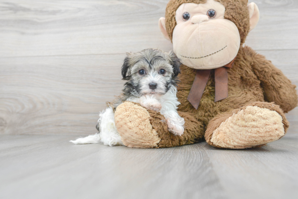 Havanese Puppy for Adoption