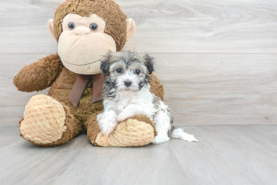 Hypoallergenic Havanese Baby