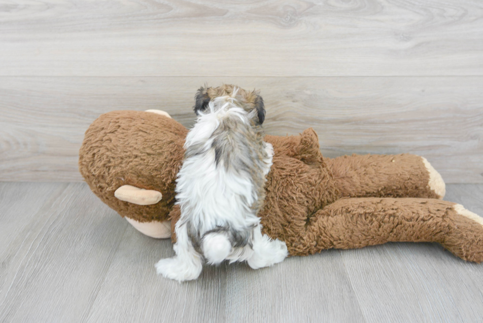 Hypoallergenic Havanese Baby