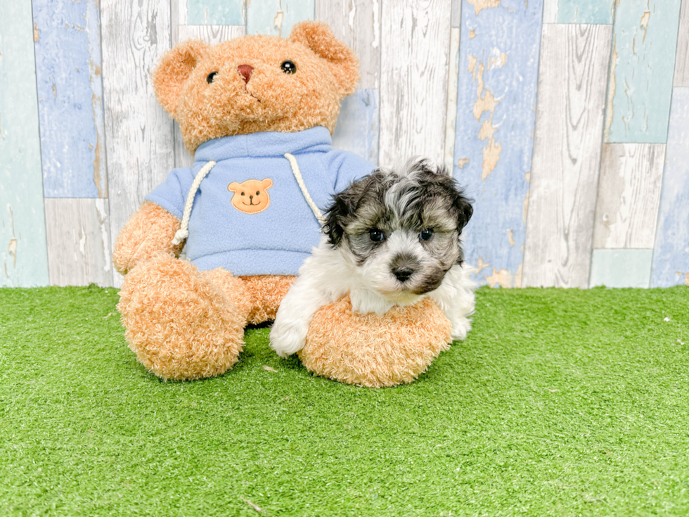 Small Havanese Baby