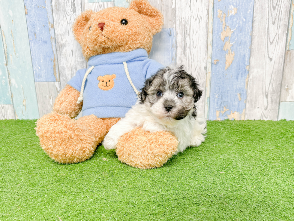 Havanese Puppy for Adoption