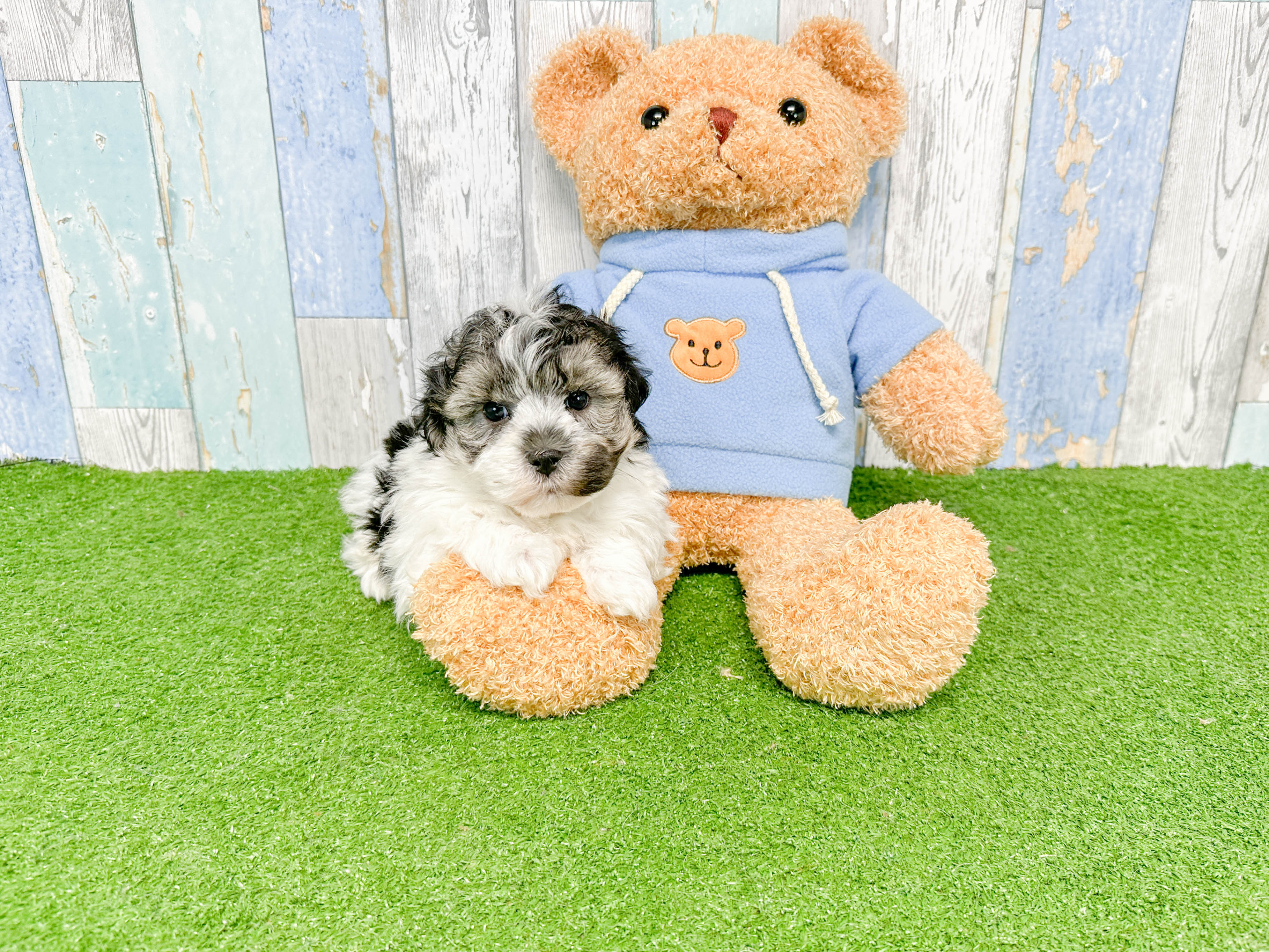 Havanese Puppy for Adoption