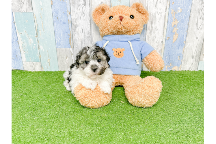 Havanese Puppy for Adoption