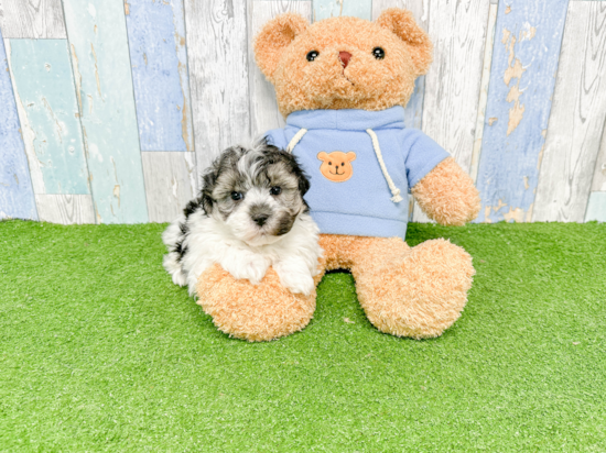 Havanese Puppy for Adoption