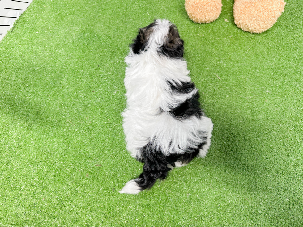 Havanese Puppy for Adoption