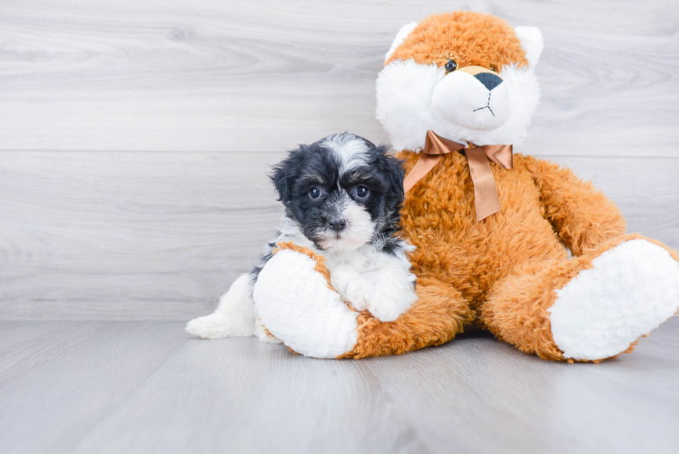 Havanese Pup Being Cute