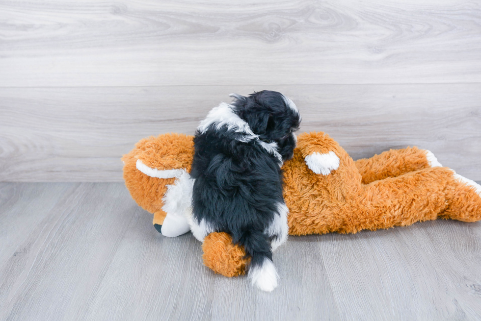 Hypoallergenic Havanese Baby